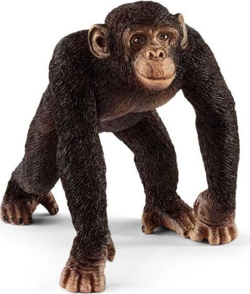 Шимпанзе самец