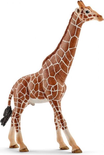 Жираф самец
